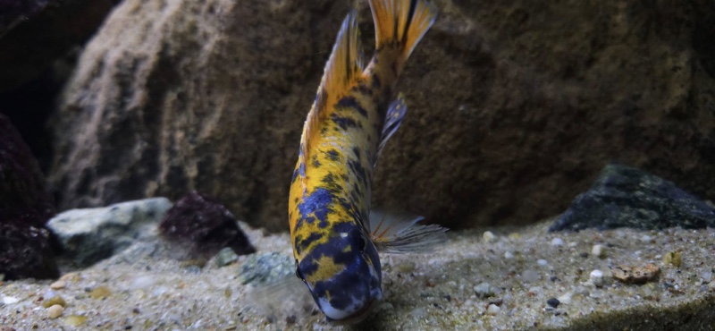Labeotropheus trewavasae 'Border'